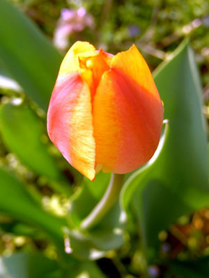 tulip