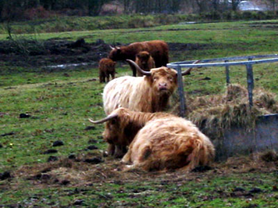 Highland Cow