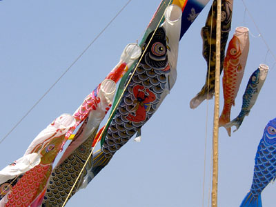 Koinobori again