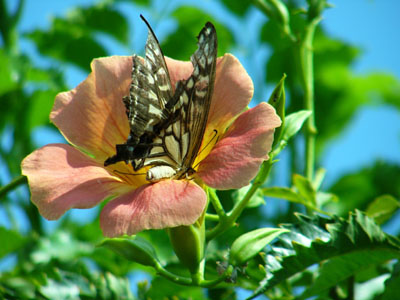 Summer flower & summer butterfly