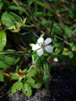 Tiny Flower