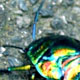 A vivid shiny bug (You are here now !)
