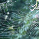 A Spider web