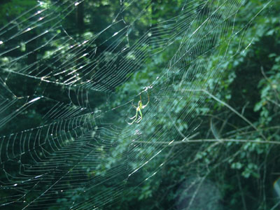 A Spider web
