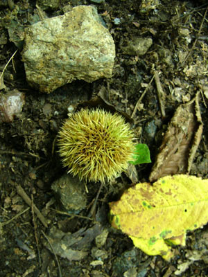 Japanese chestnut bur