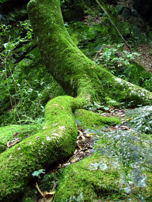 Strange root of a tree