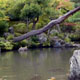 Pond of Tenryu-ji temple