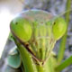 Mantis' eyes